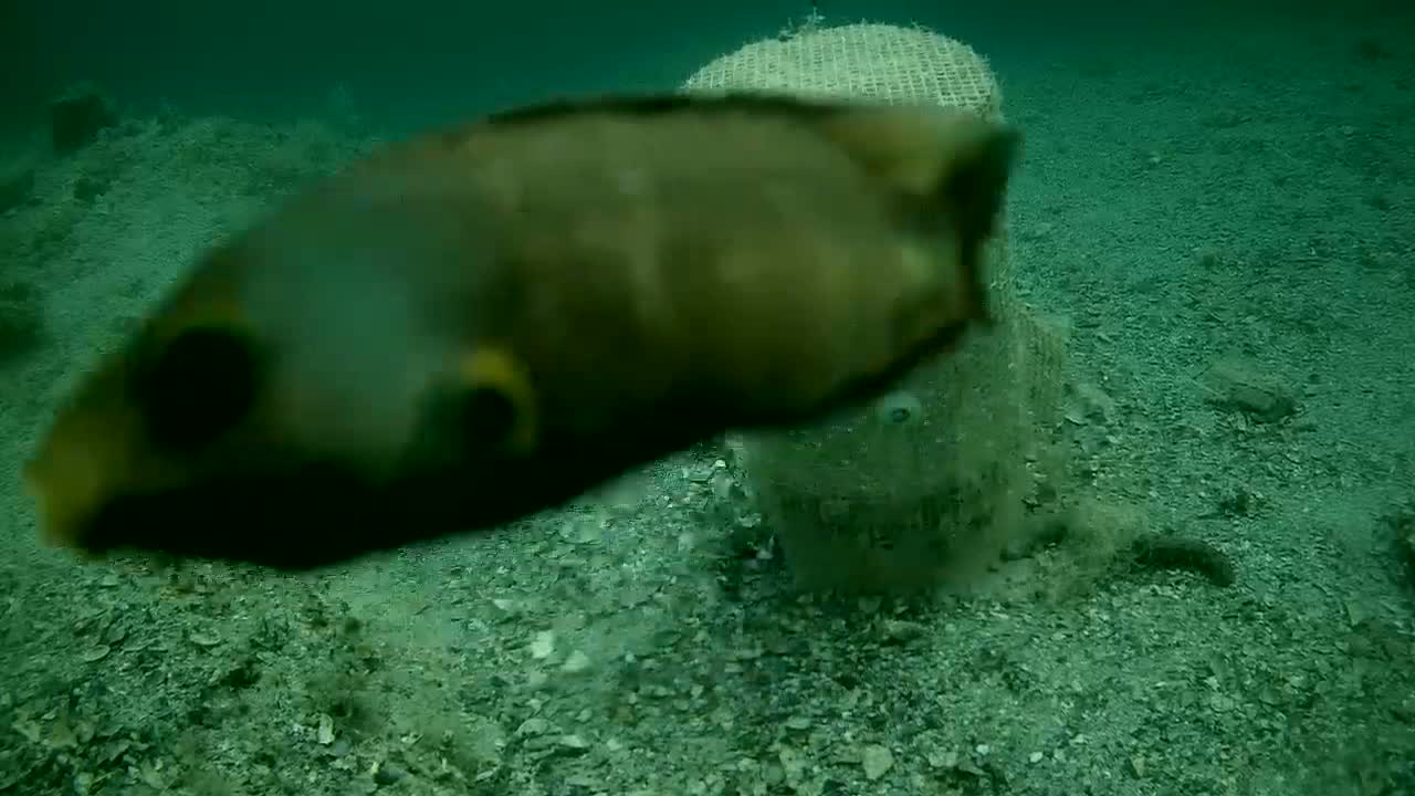 A dark-colored fish swims near a cylindrical object on a murky, rocky seabed underwater.
