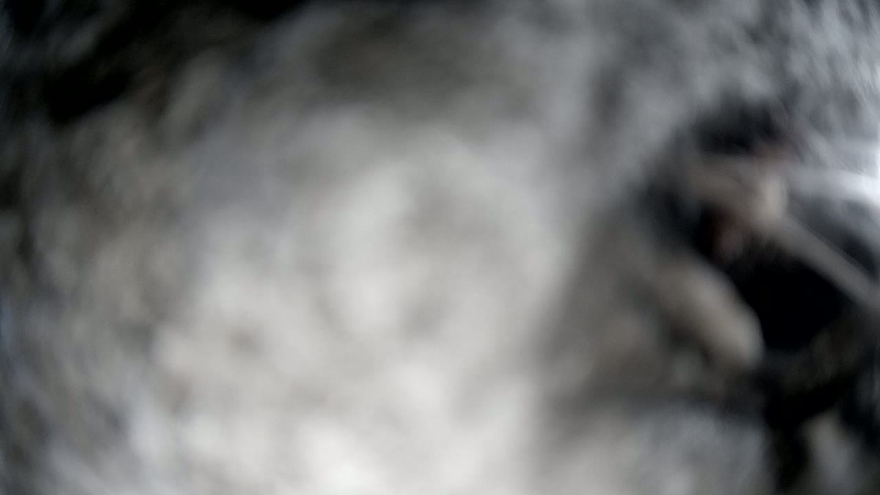 A blurry, out-of-focus image shows indistinct gray and dark shapes.