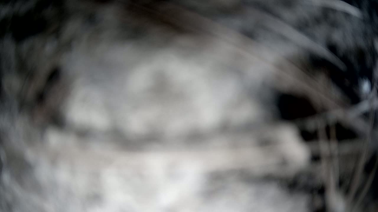 A blurry, out-of-focus image shows a mass of dark and light gray, possibly fibrous material.
