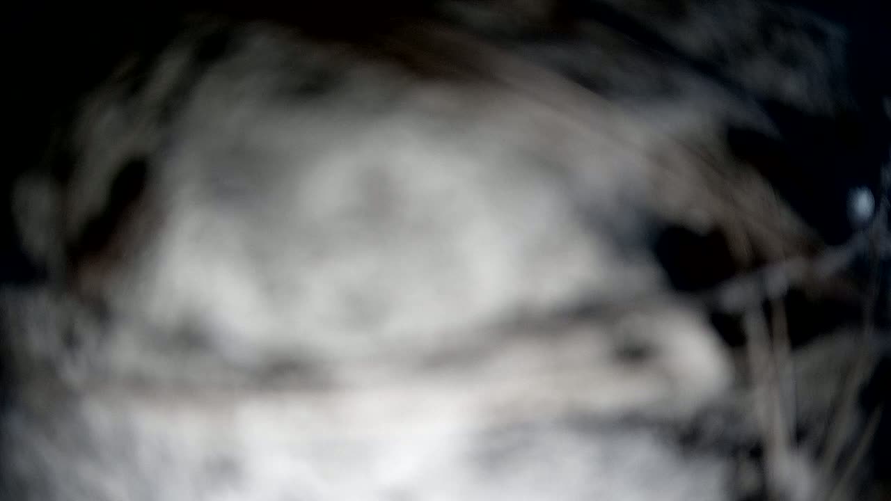 Sibenik Adriatic Underwater Fish World Live Cam - Šibenik, Grad Šibenik, Šibenik-Knin, Croatia