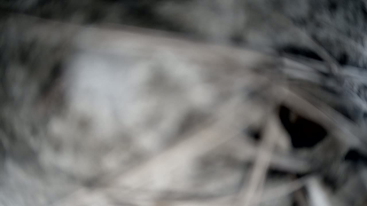 A blurry image shows a mass of gray and white material, possibly organic matter, with darker areas suggesting depth and shadow.