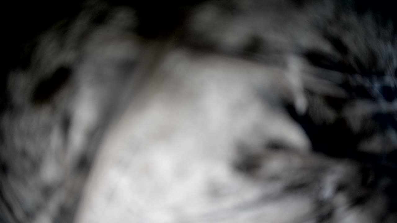 Sibenik Adriatic Underwater Fish World Live Cam - Šibenik, Grad Šibenik, Šibenik-Knin, Croatia