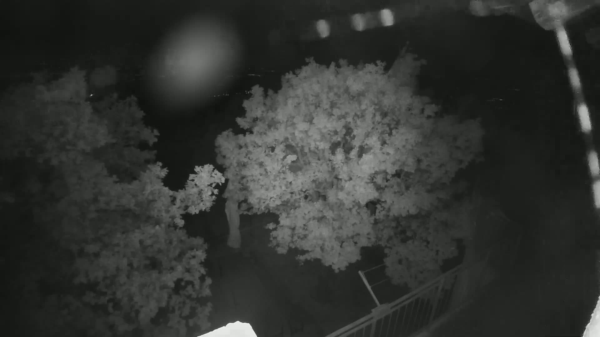 A nighttime, overhead view shows two leafy trees and a portion of a metal railing.