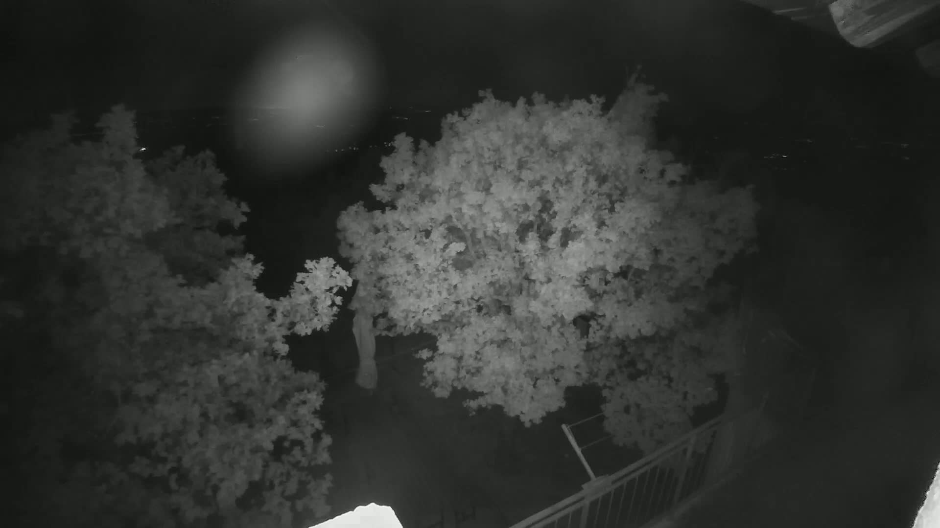 A nighttime, high-angle view shows two leafy trees, part of a metal railing, and a blurry background of distant lights.