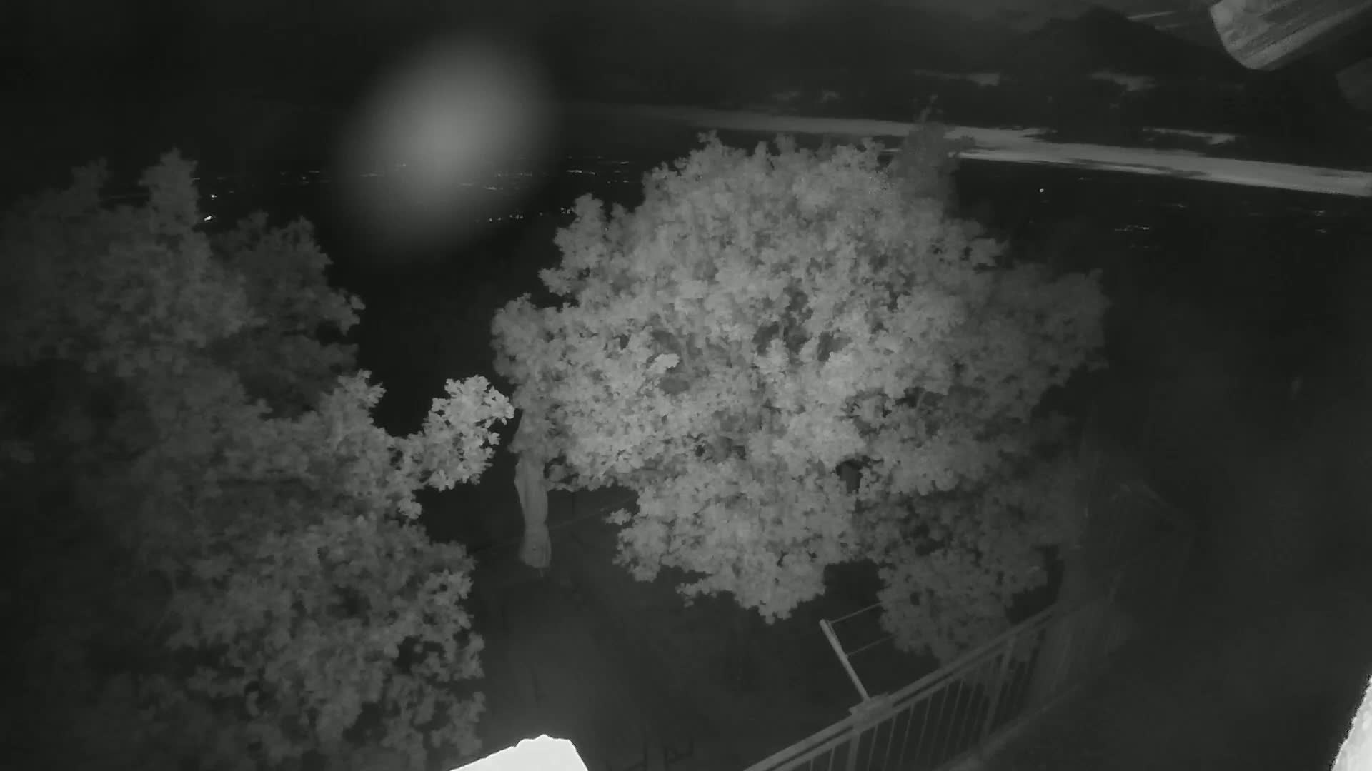 A nighttime, high-angle view shows two leafy trees in a backyard, with a blurry cityscape and night sky visible in the background.