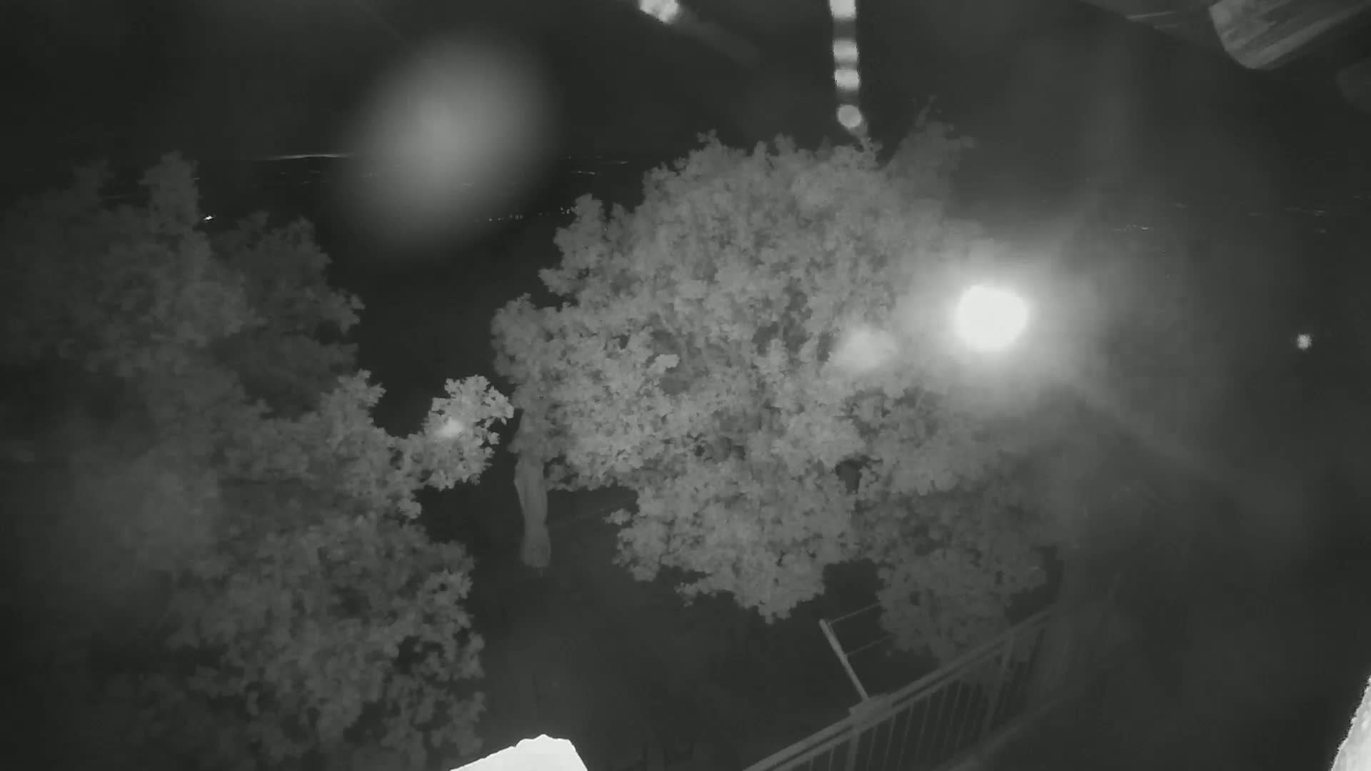 A nighttime, high-angle view shows two leafy trees illuminated by a bright light source and rain obscuring the background.
