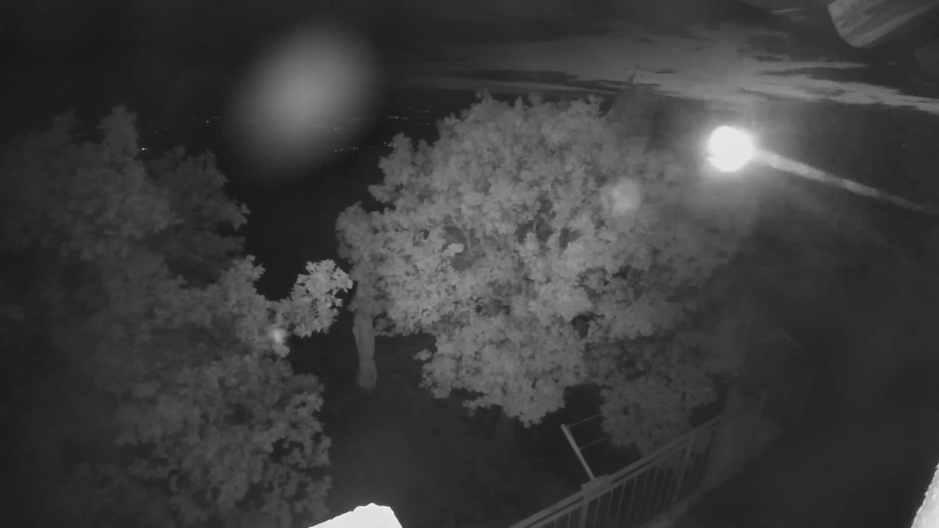 A nighttime, high-angle view shows two leafy trees illuminated by a bright light source, with a portion of a metal railing visible in the lower right corner.
