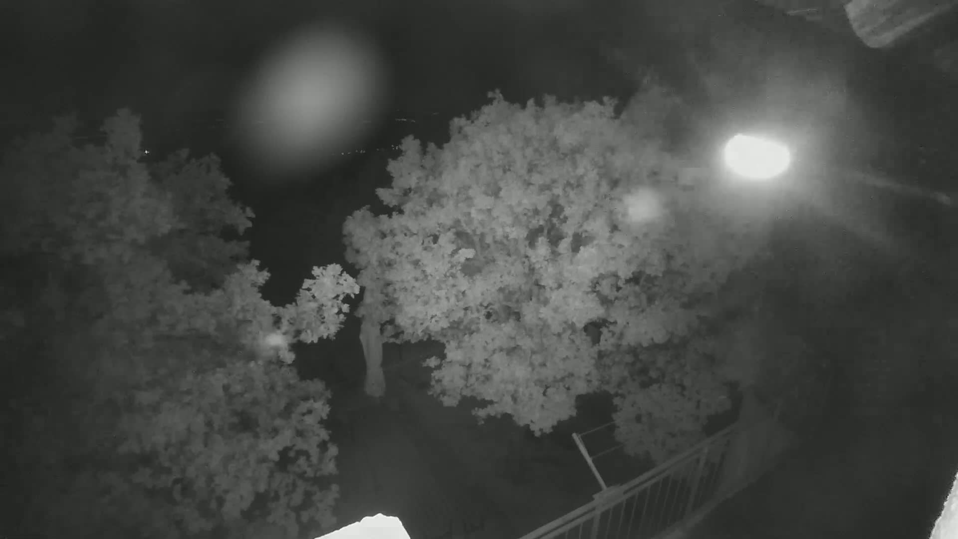 A nighttime, low-light view shows two leafy trees and a section of a metal railing, illuminated by a nearby light source.