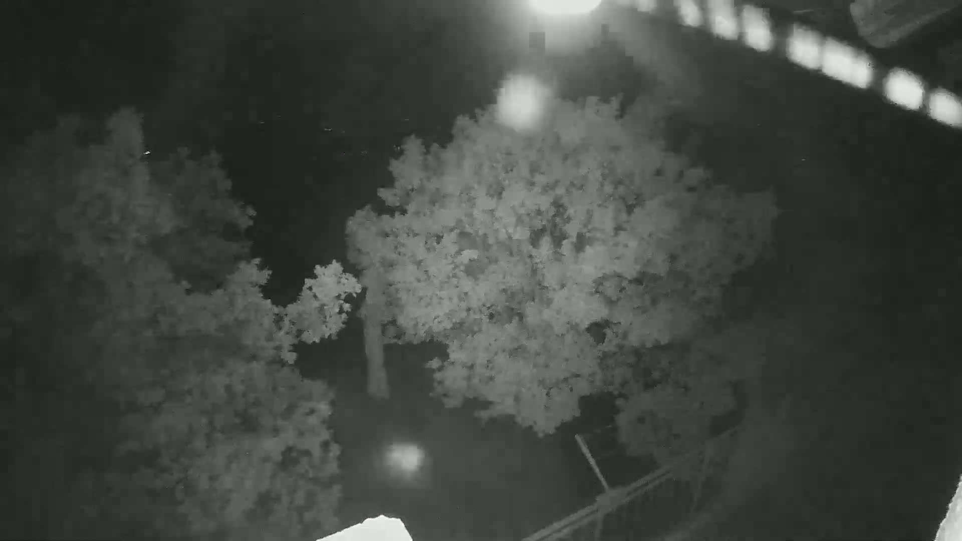 A high-angle nighttime view shows two leafy trees, a section of a fence, and a blurry light source in the distance.