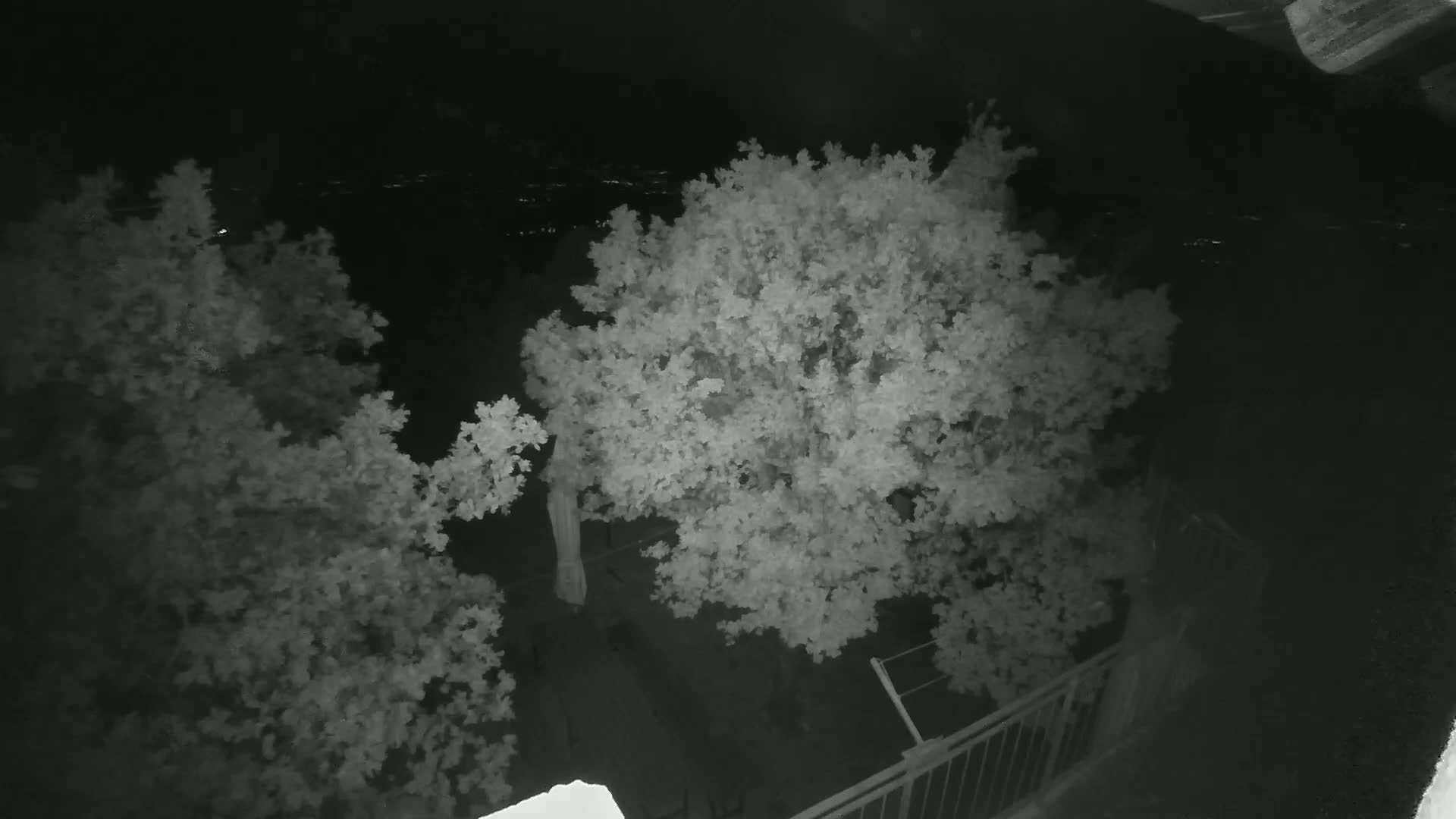 A nighttime, grayscale image shows two leafy trees in a backyard viewed from above, with a portion of a railing visible in the bottom right corner.