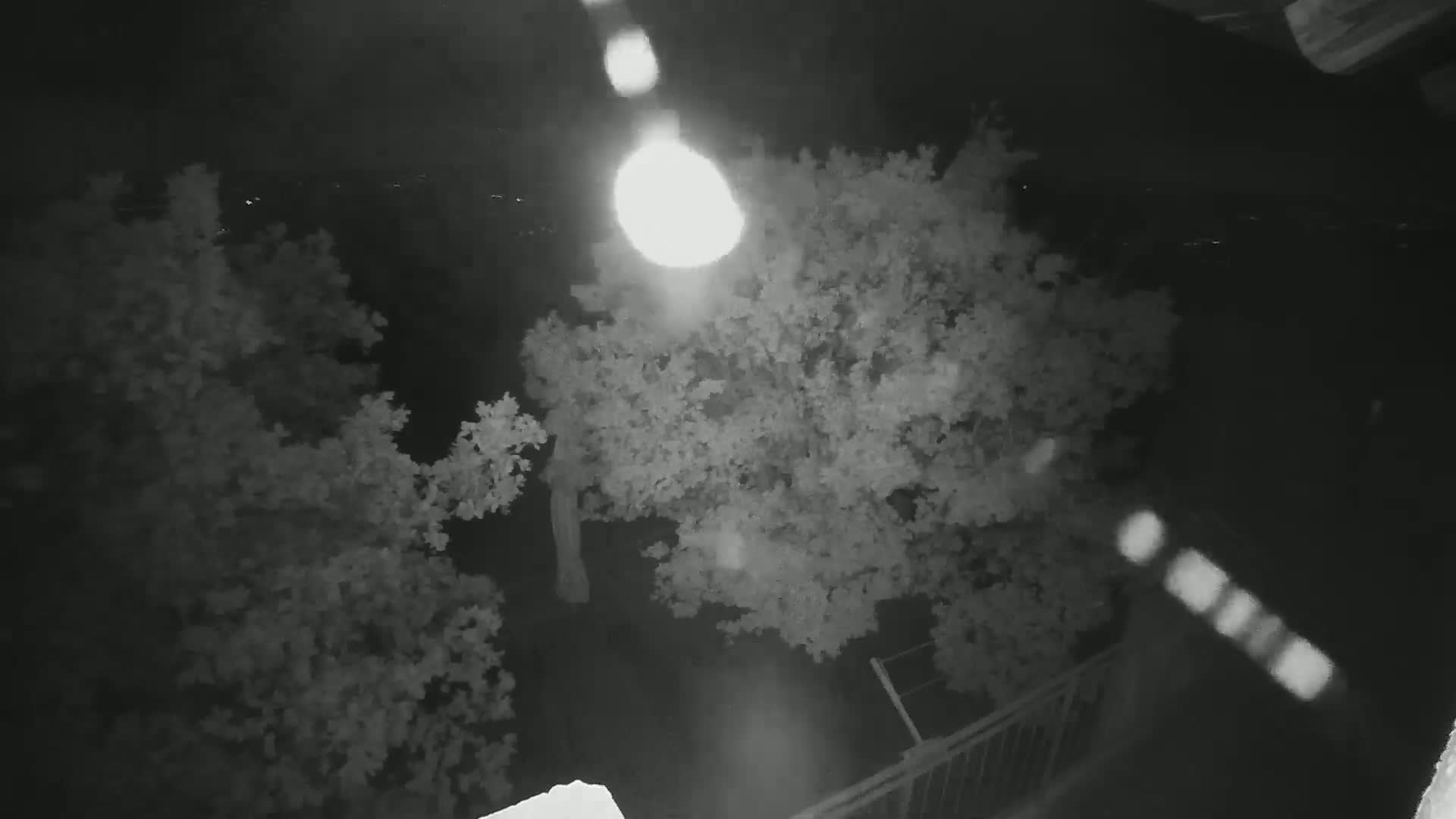 A nighttime, high-angle view shows two leafy trees illuminated by a bright light source, with a portion of a railing visible in the bottom right corner.