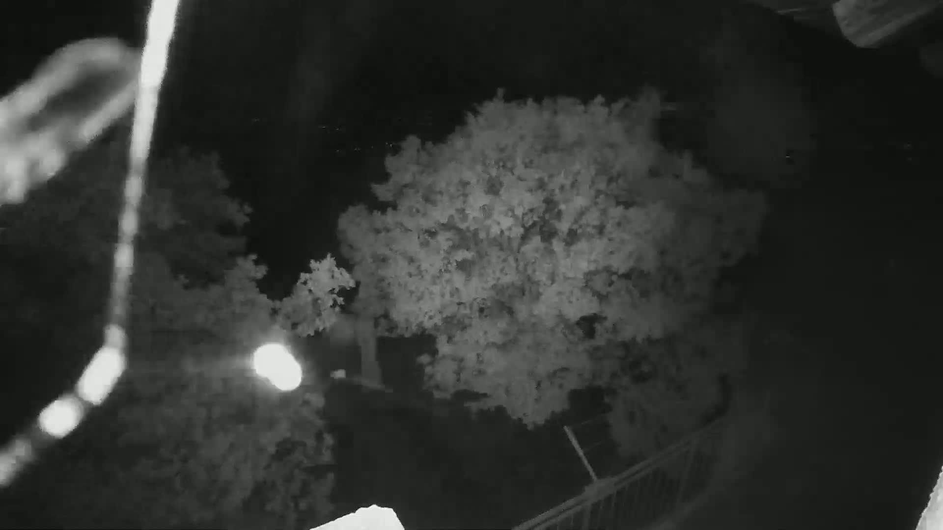 A nighttime, high-angle view shows several trees and a portion of a railing under a dark sky.