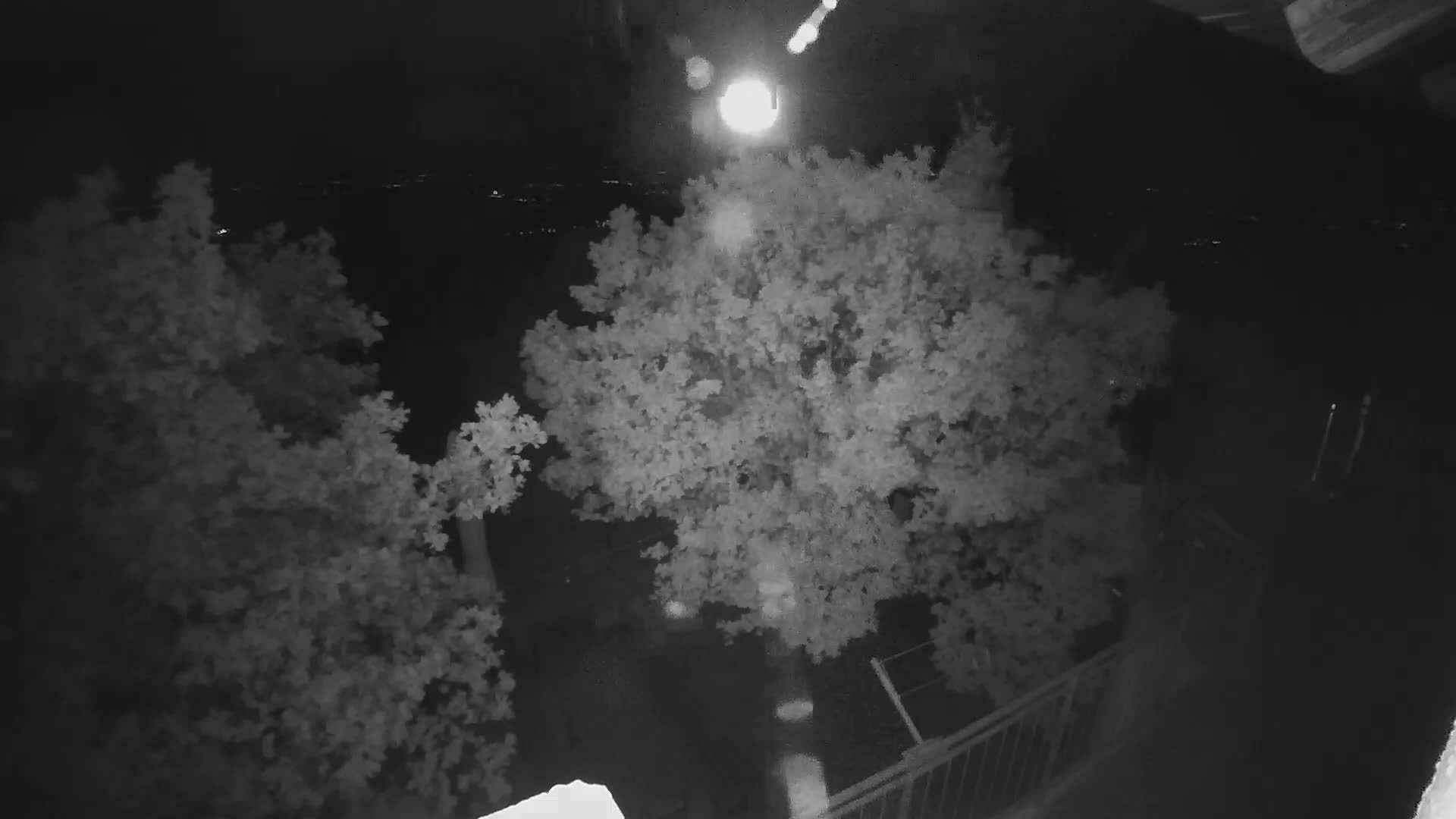 A nighttime, overhead view shows two leafy trees illuminated by a bright light source, with a blurry cityscape visible in the distance.