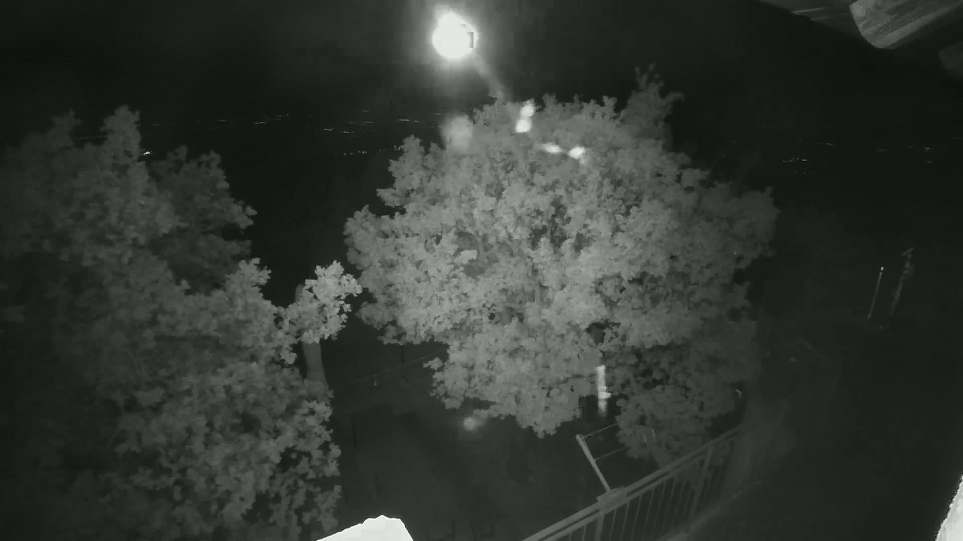 A nighttime, overhead view shows two leafy trees illuminated by a bright light source, with a distant cityscape faintly visible in the background.