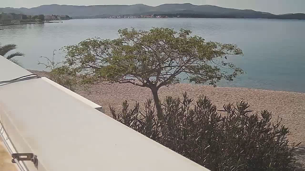 A tree stands on a sandy beach beside calm, light-blue water, with mountains visible in the distance under a cloudy sky.
