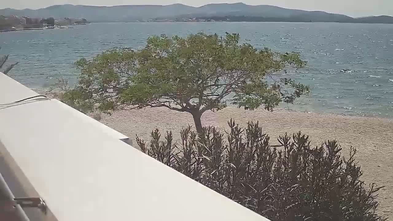 A tree stands on a sandy beach near a windy body of water with mountains in the distance.