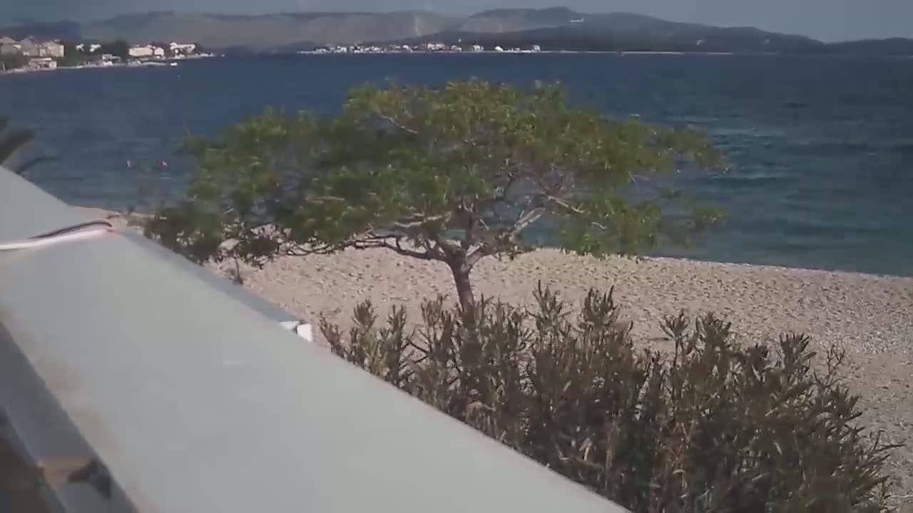 A small tree stands near a pebble beach overlooking a calm sea and distant shoreline under a sunny sky.