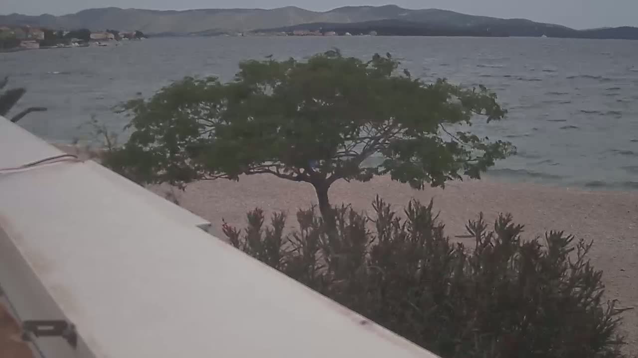 A tree stands on a pebble beach overlooking a calm, grey sea with distant mountains under an overcast sky.