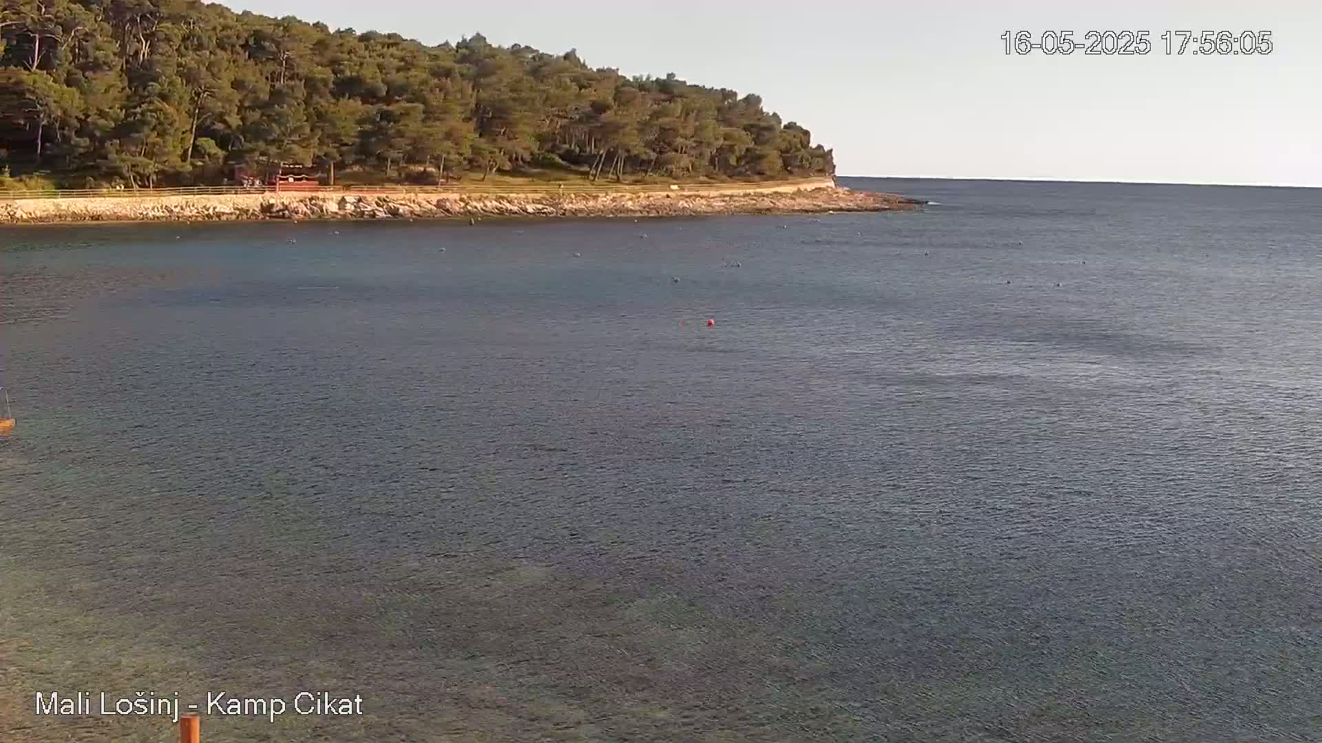 A calm sea stretches out before a verdant shoreline dotted with pine trees under a clear sky.