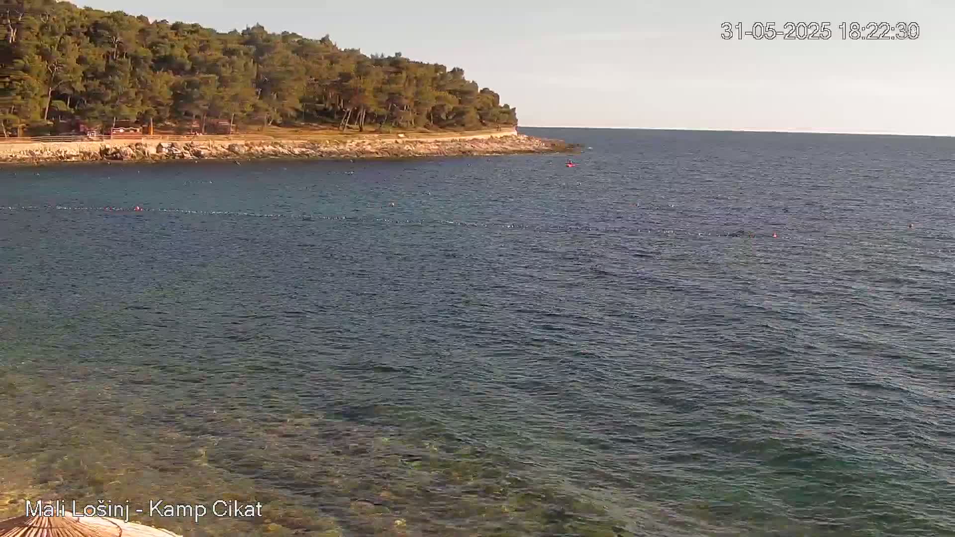 A calm sea laps a rocky shore lined with a dense forest under a clear sky.