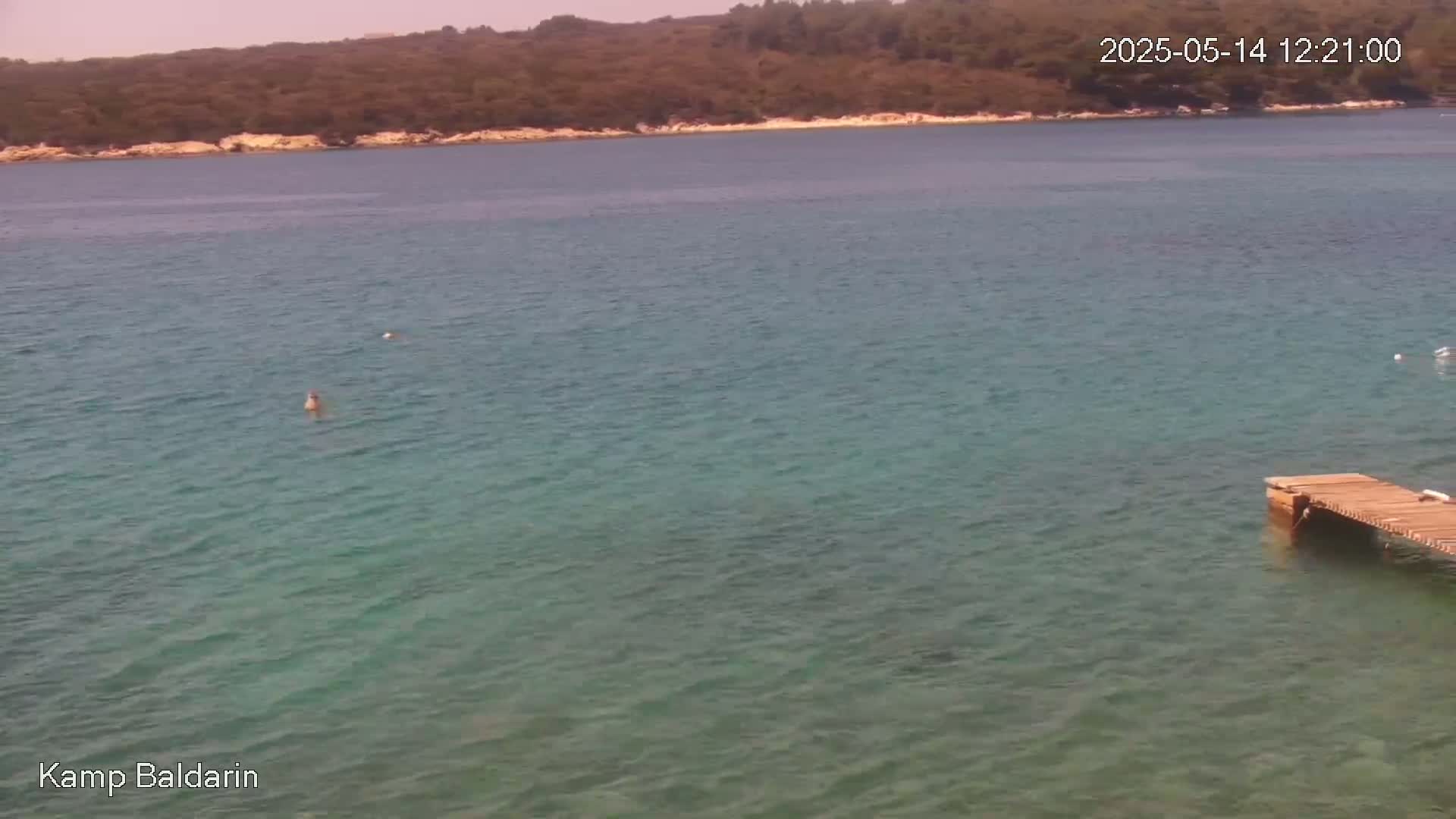 A person swims in clear, teal water near a small wooden dock, with a wooded shoreline visible in the background under a sunny sky.