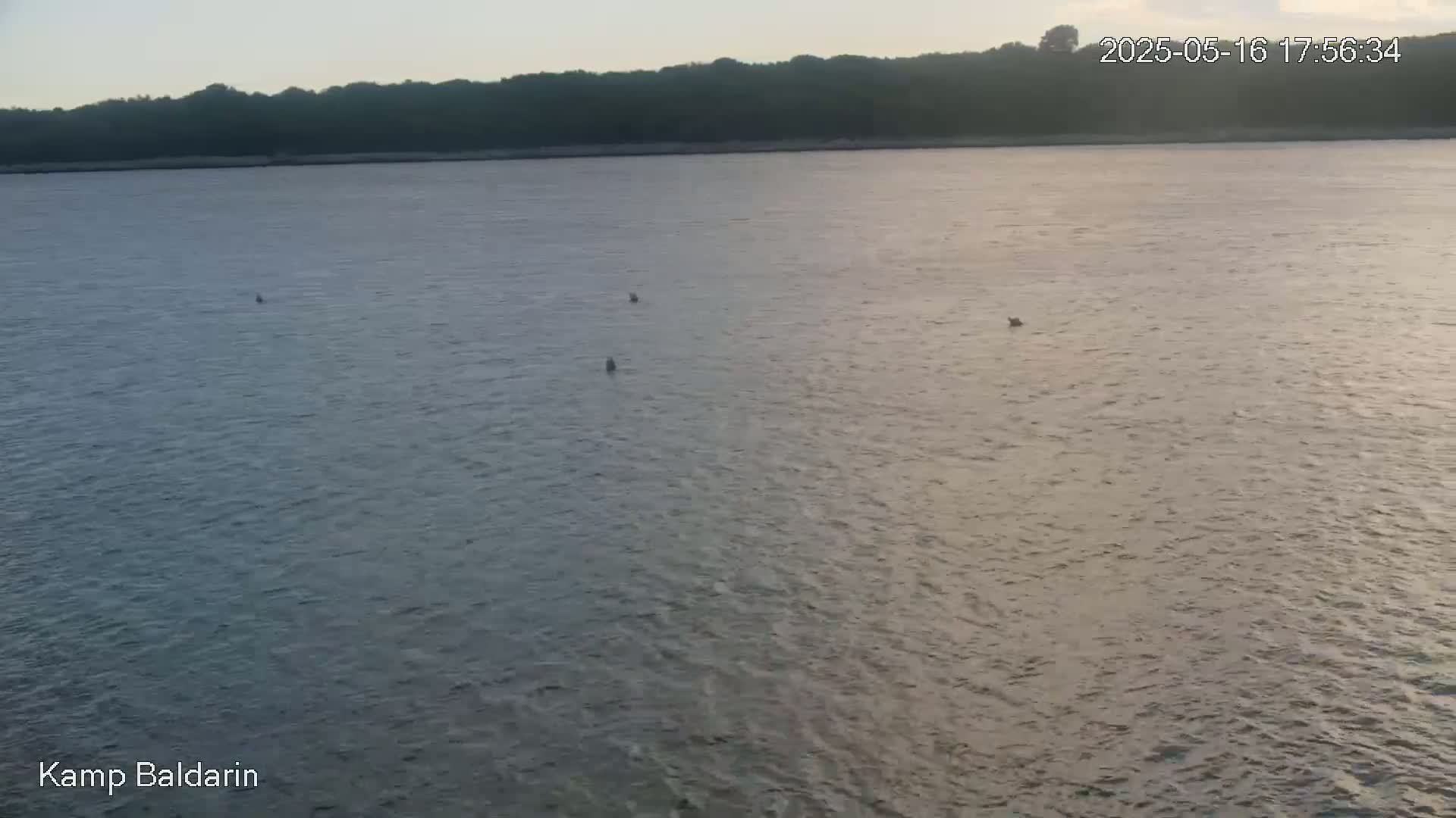 A calm body of water with a few birds resting on the surface, under a dusky sky, with a tree line visible in the distance.