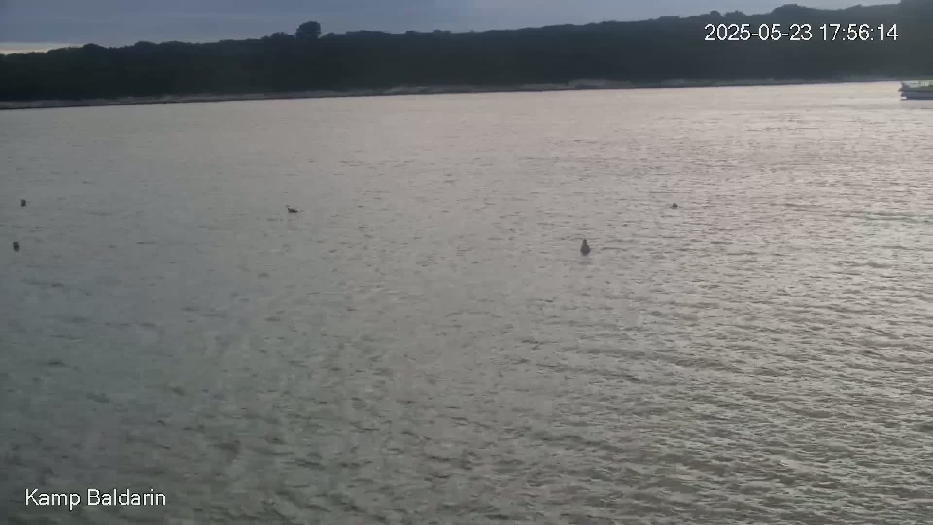 A wide shot of a calm body of water under an overcast sky shows a few birds and small objects floating on the surface, with a distant shoreline of trees visible in the background.