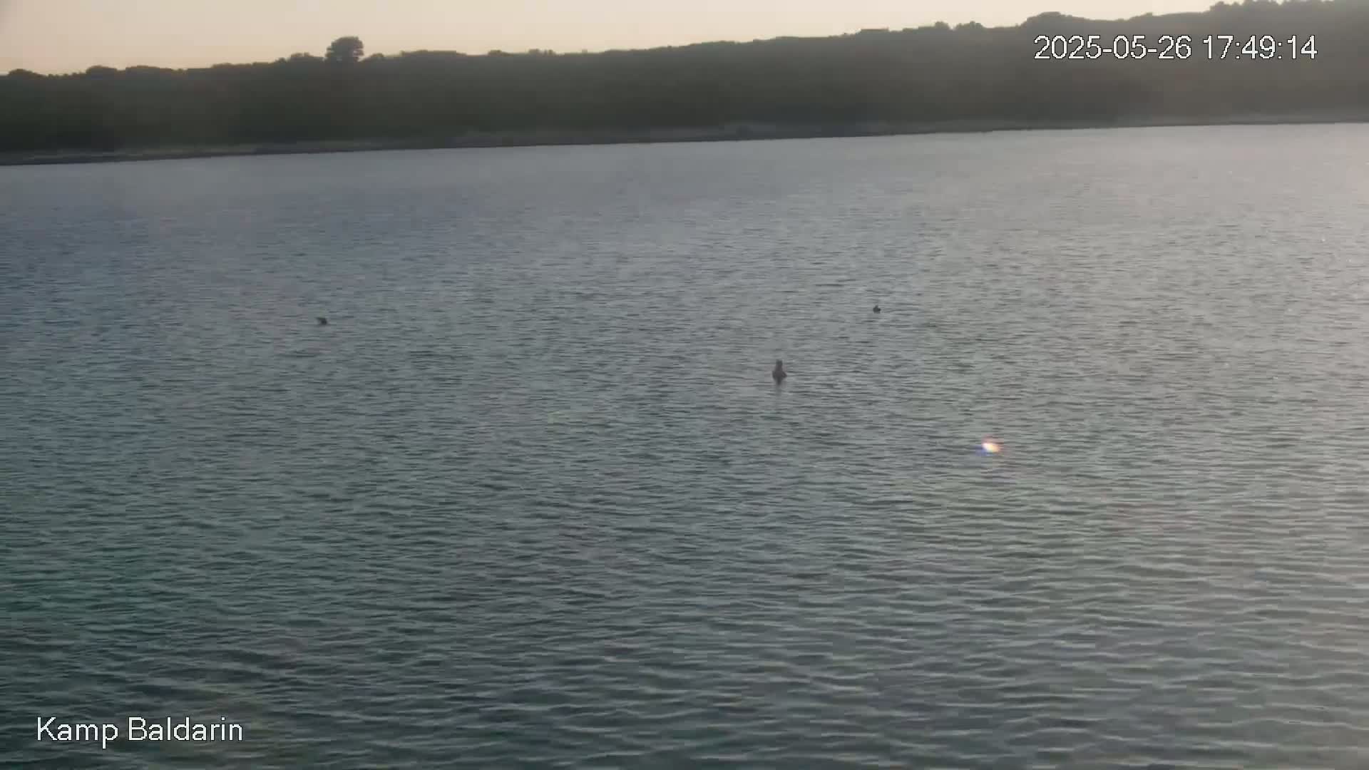 A calm body of water, under a dusky sky, shows a few small, dark objects floating on its surface near a treeline in the background.