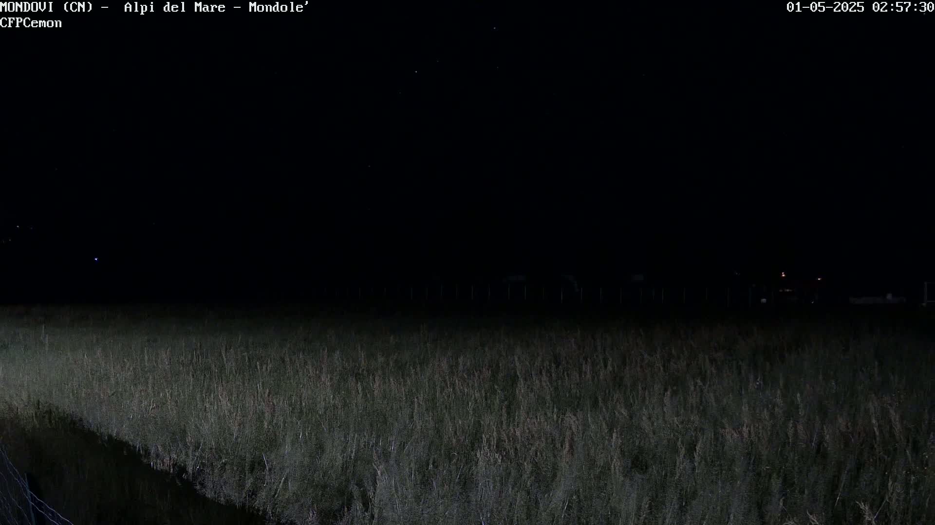 A dark field of tall grass is visible under a clear, starlit night sky.