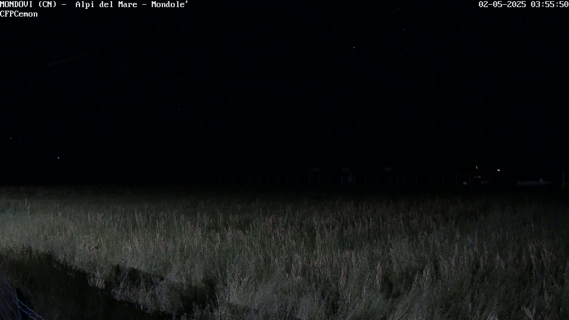 A field of tall grass is visible under a dark, clear night sky dotted with stars.