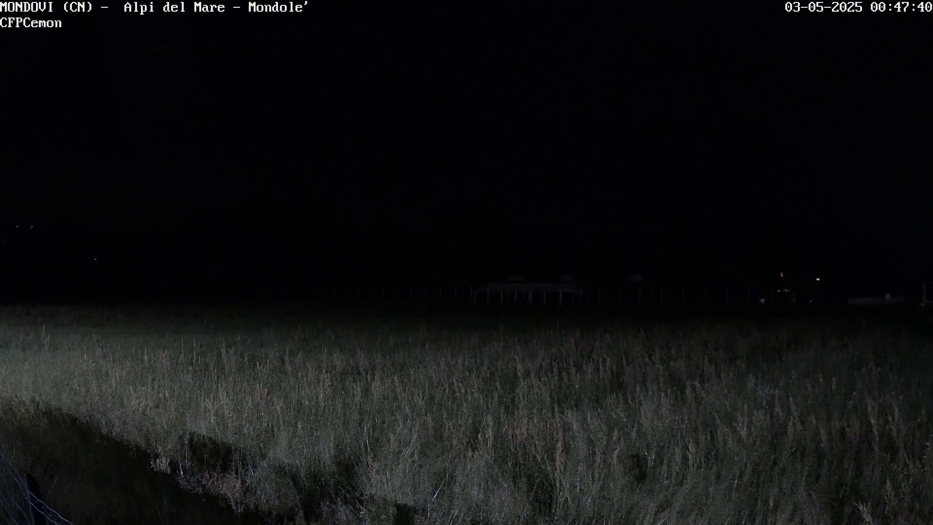 A field of tall grass is visible under a dark night sky.