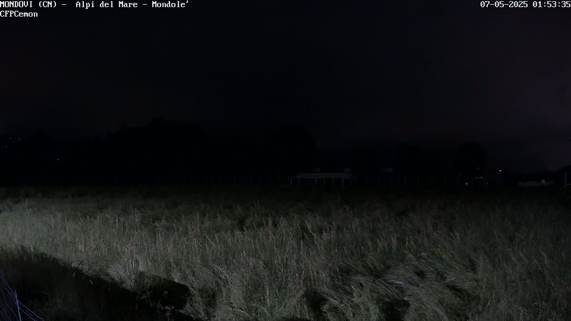 A field of tall grass is illuminated at night under a dark sky.