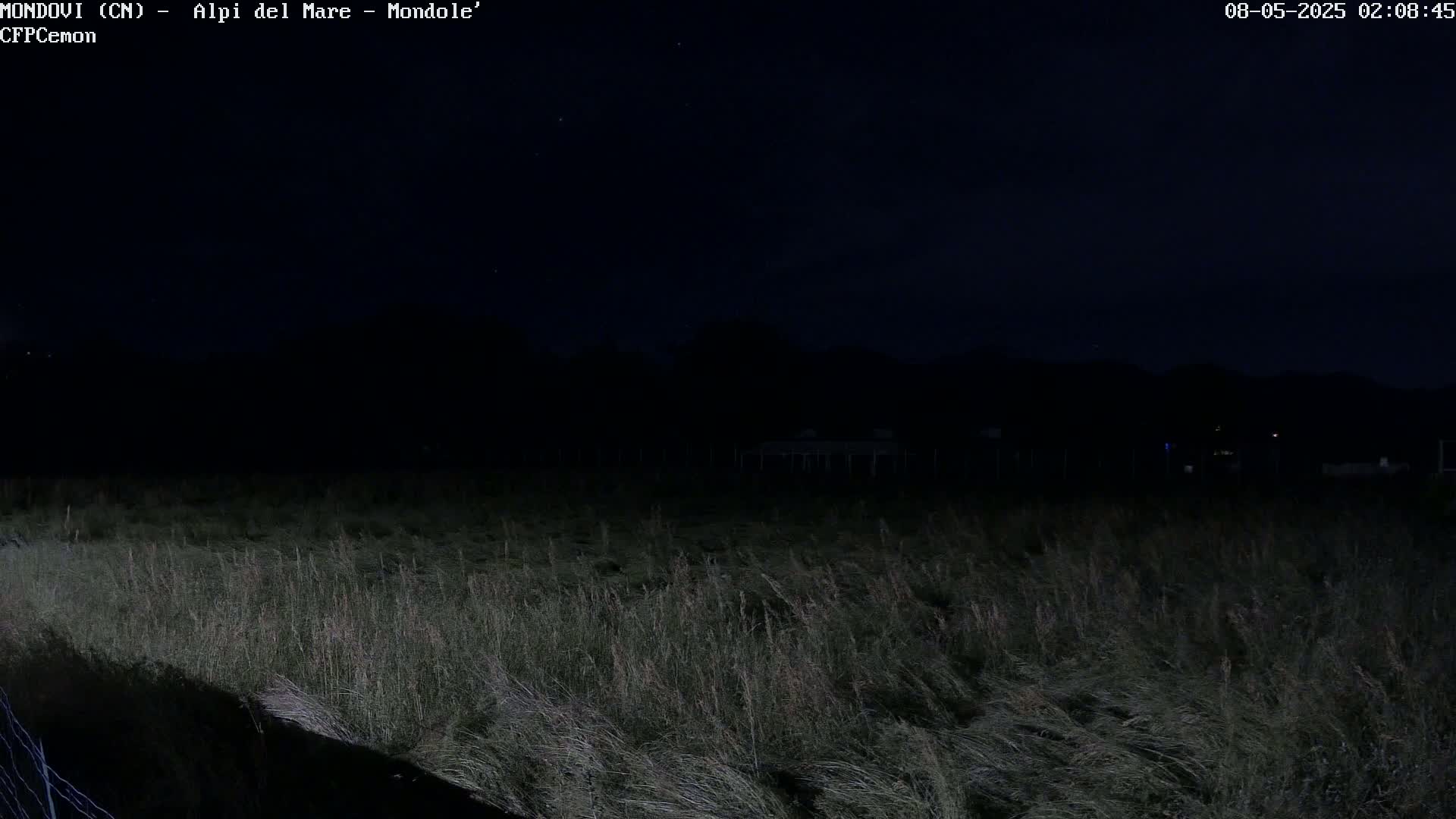 A field of tall grass sways under a dark night sky dotted with a few stars.