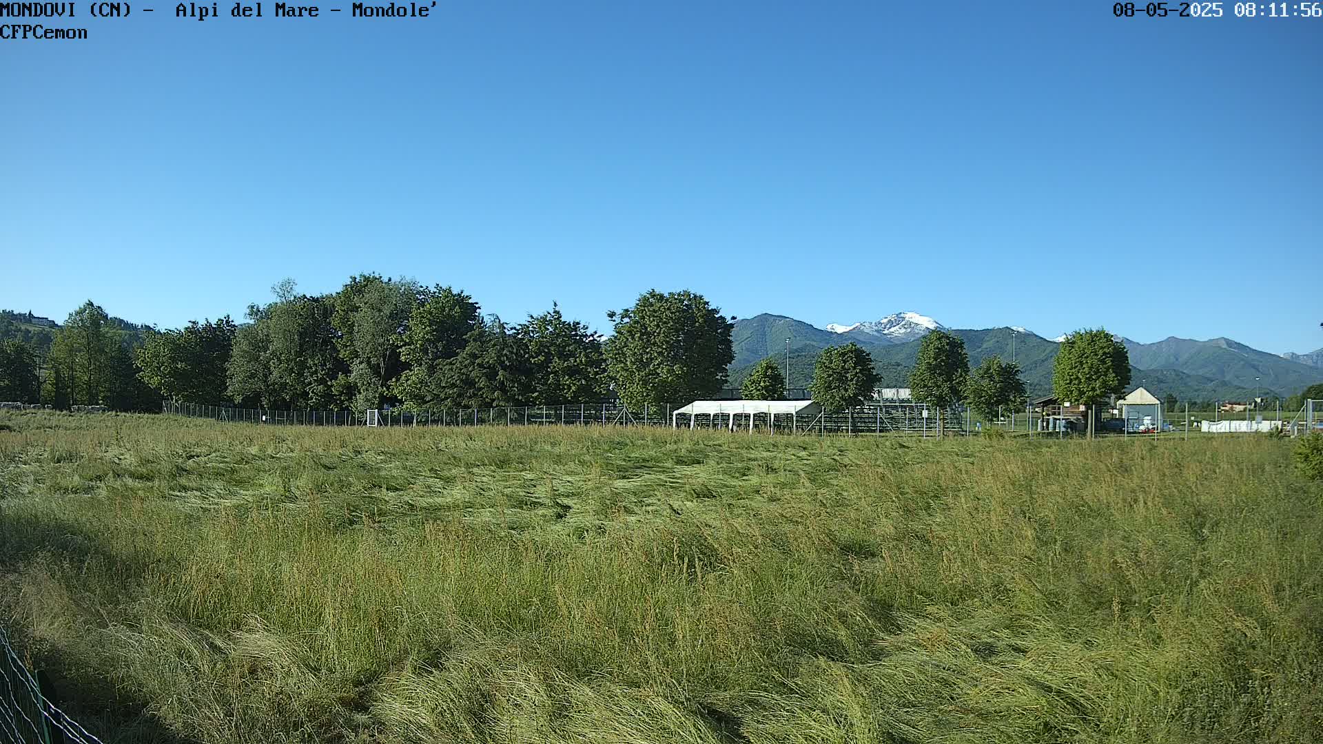 A field of tall grass sways in the wind, with a line of trees and snow-capped mountains in the background under a clear blue sky.