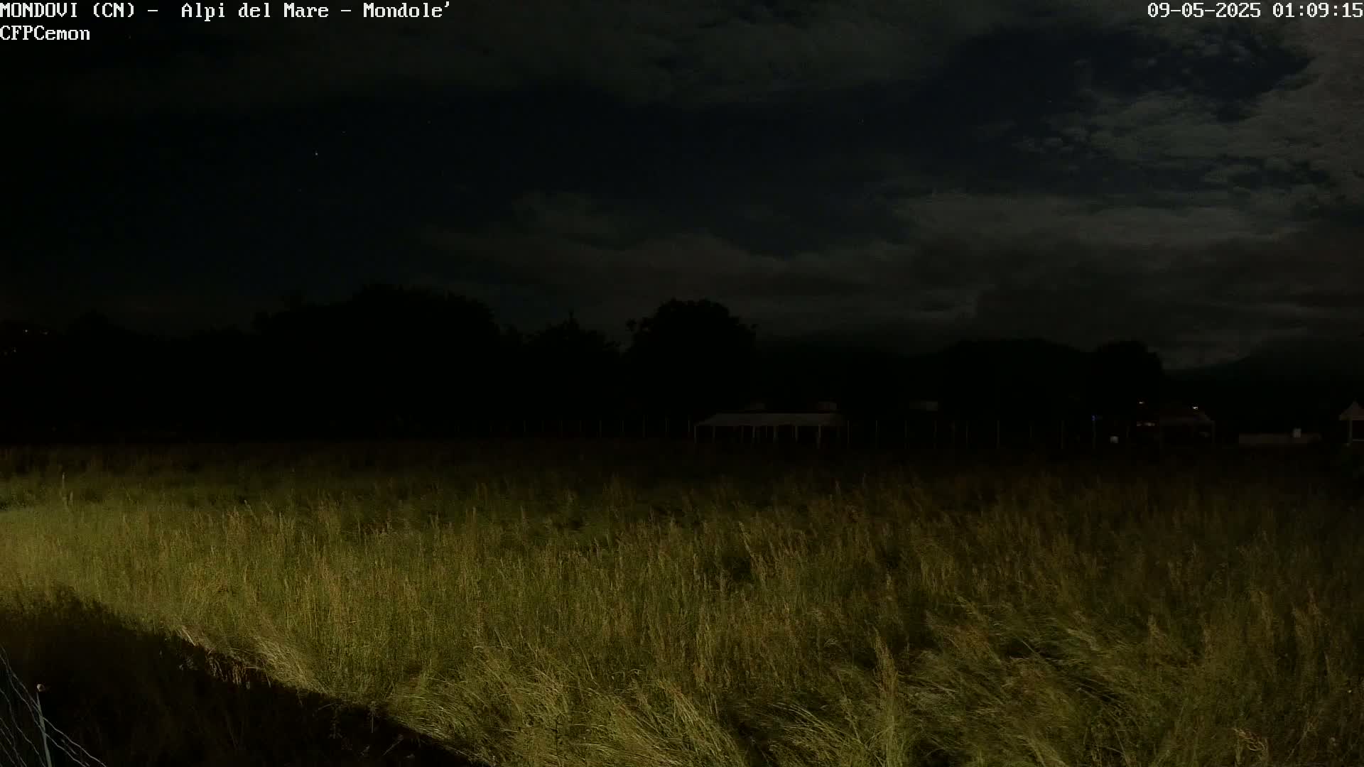 A field of tall grass is visible under a dark, cloudy night sky.