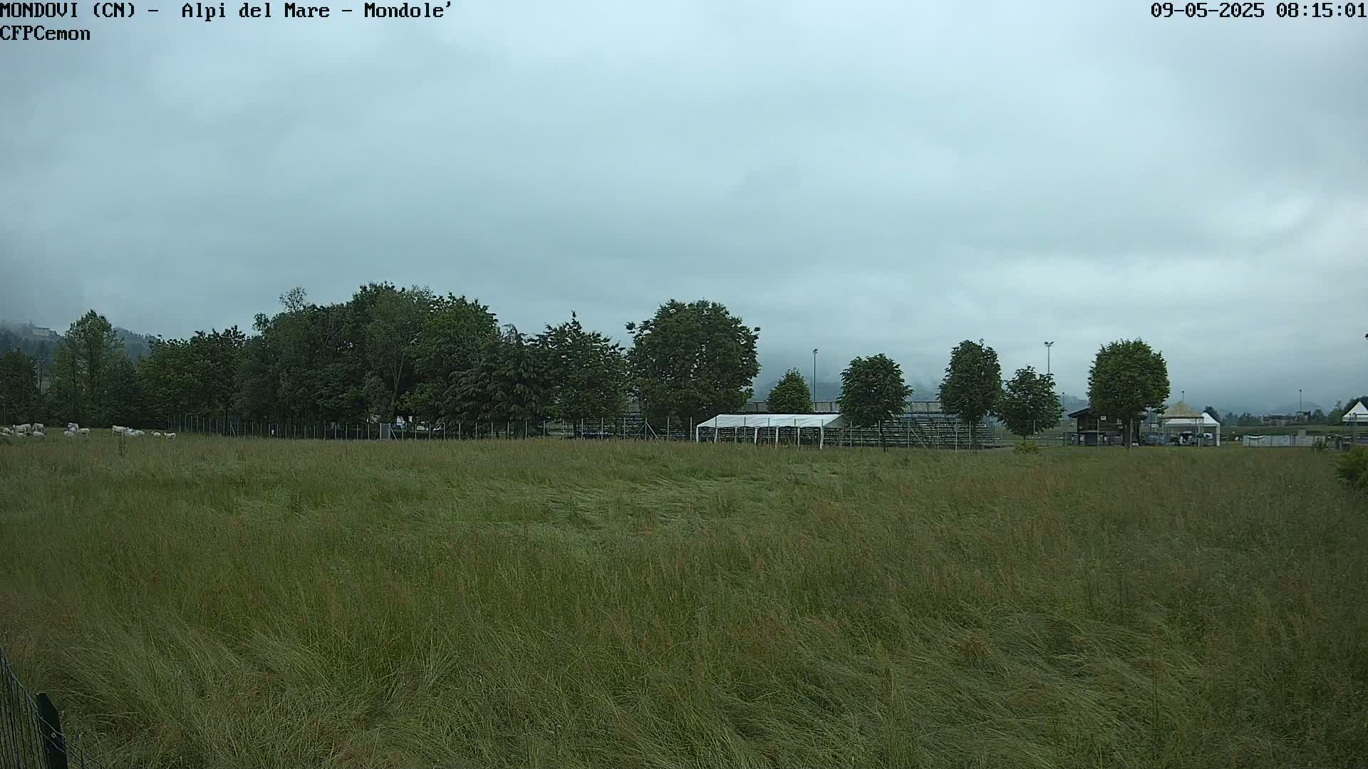 A field of tall grass under an overcast sky, with trees and a small white structure in the background.