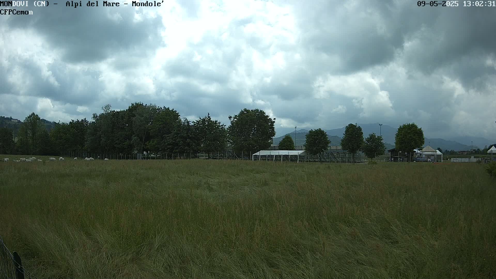 A field of tall grass with sheep grazing, a line of trees, a white tent, and distant mountains under a cloudy sky.