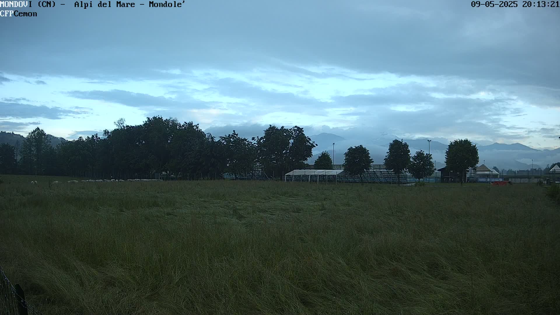 A flock of sheep grazes in a field of tall grass under a partly cloudy evening sky, with mountains in the background.