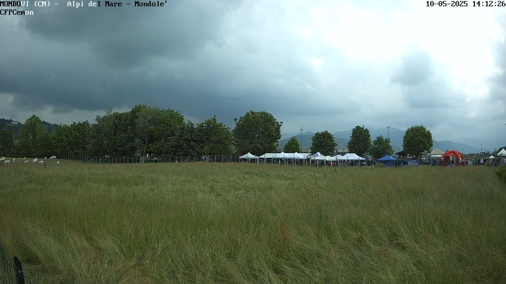 A field of tall grass under a cloudy sky shows a line of white tents behind a row of trees and a few sheep grazing in the distance.