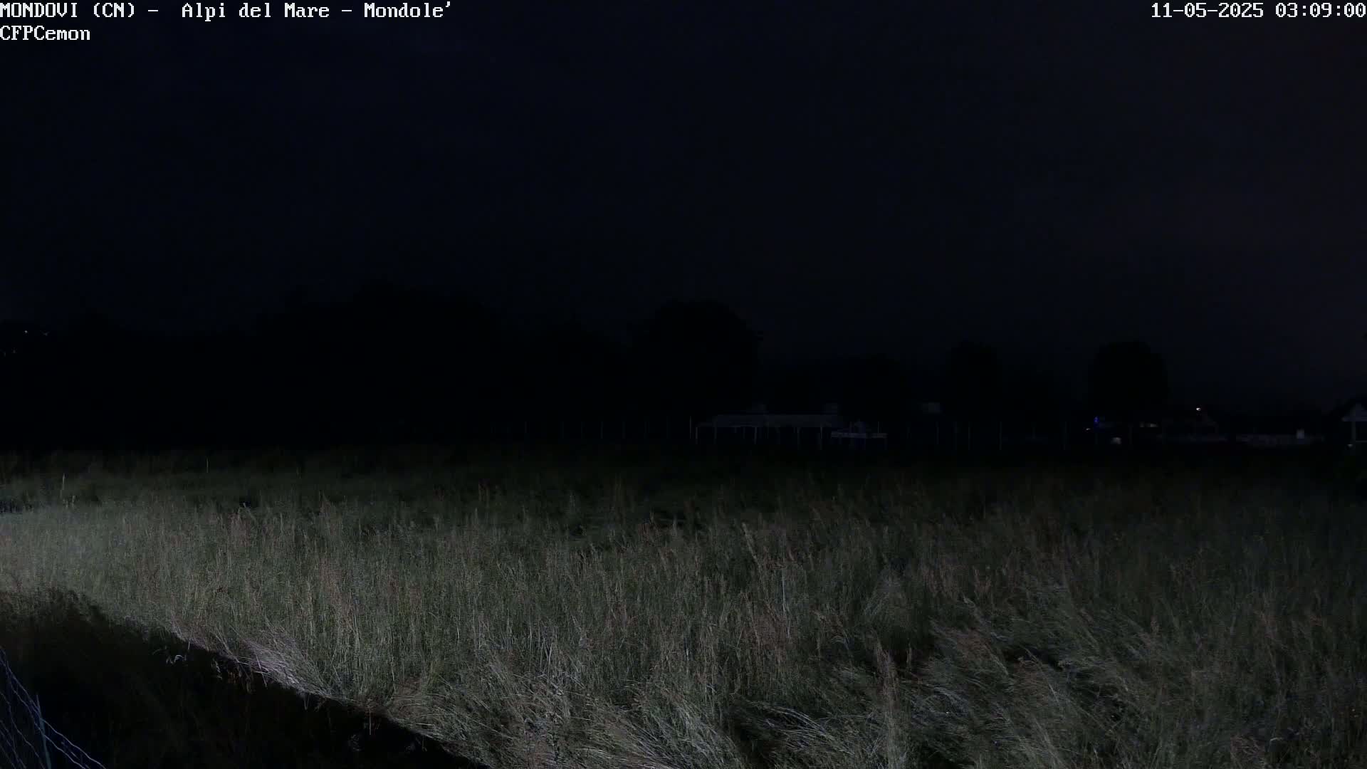 A field of tall grass is visible under a dark night sky.