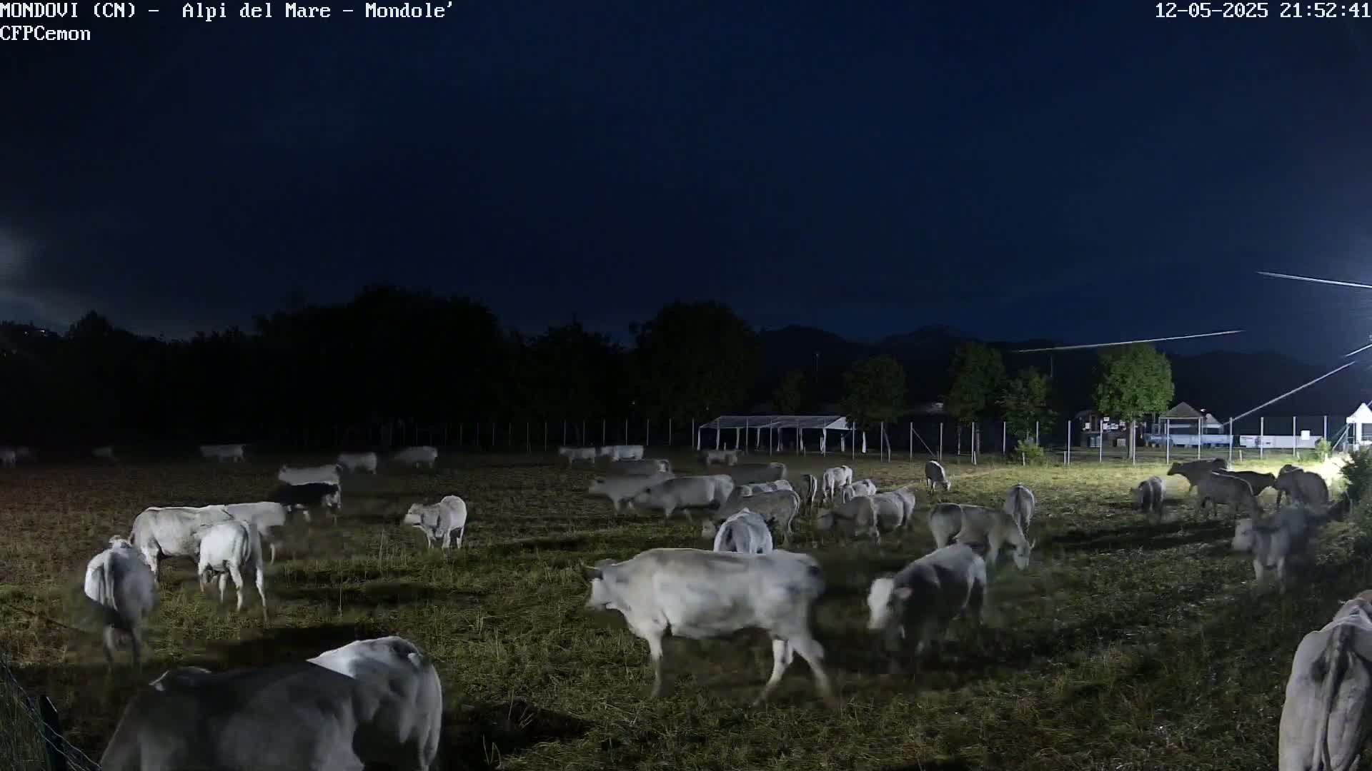 A herd of light-grey cattle grazes in a field at night under a dark sky.
