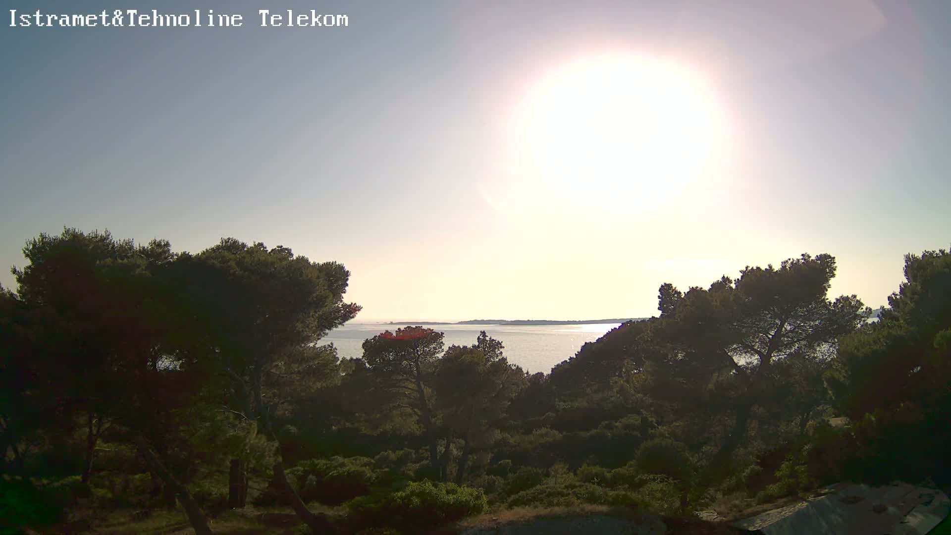 A bright sun shines over a calm sea visible through a line of dark green pine trees.