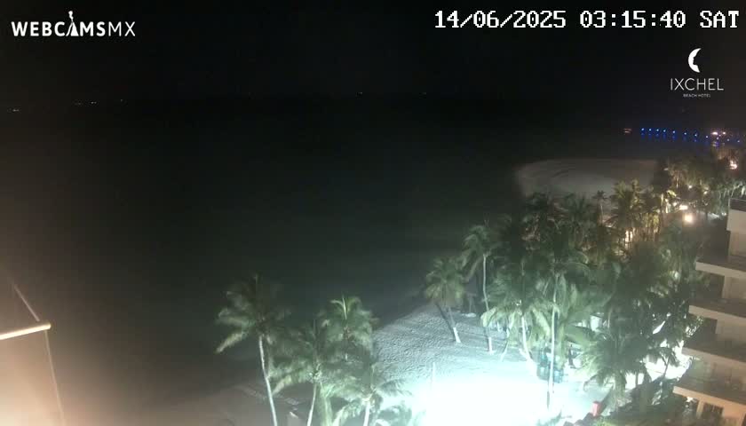 A nighttime view of a sandy beach lined with palm trees, next to a calm ocean under a clear sky.