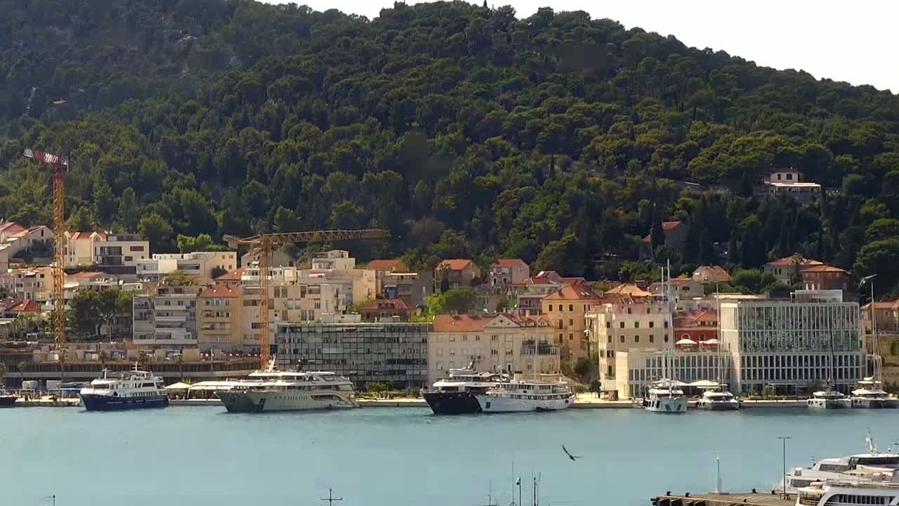A harbor filled with yachts and cruise ships is situated below a hillside densely covered with green trees and numerous buildings of varying sizes and colors.