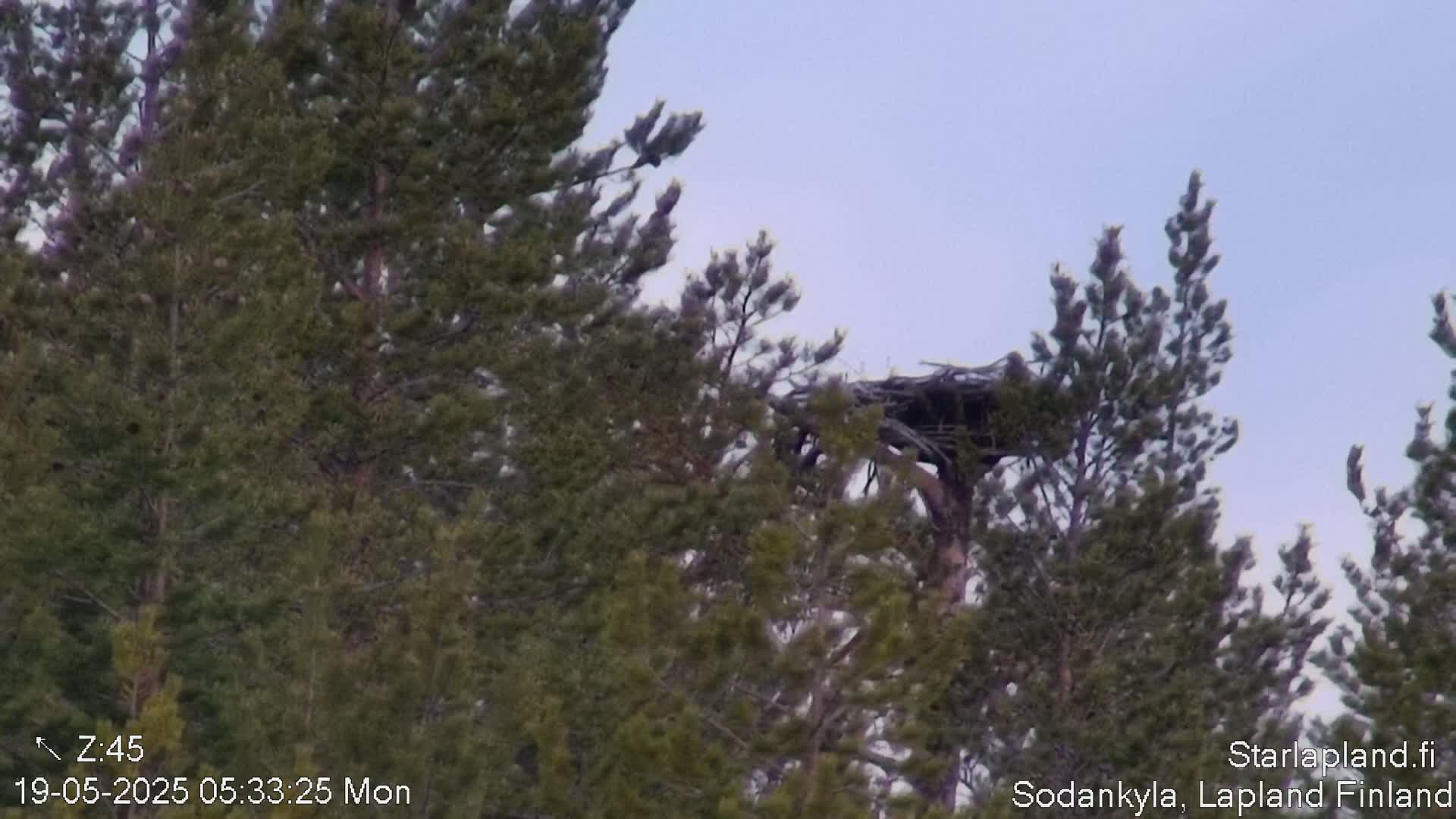 Kitinen River & Osprey Nest  View Sodankylä Live Cam -  Sodankyla, Northern Lapland (Pohjois-Lappi), Lapland (Lappi),Finland