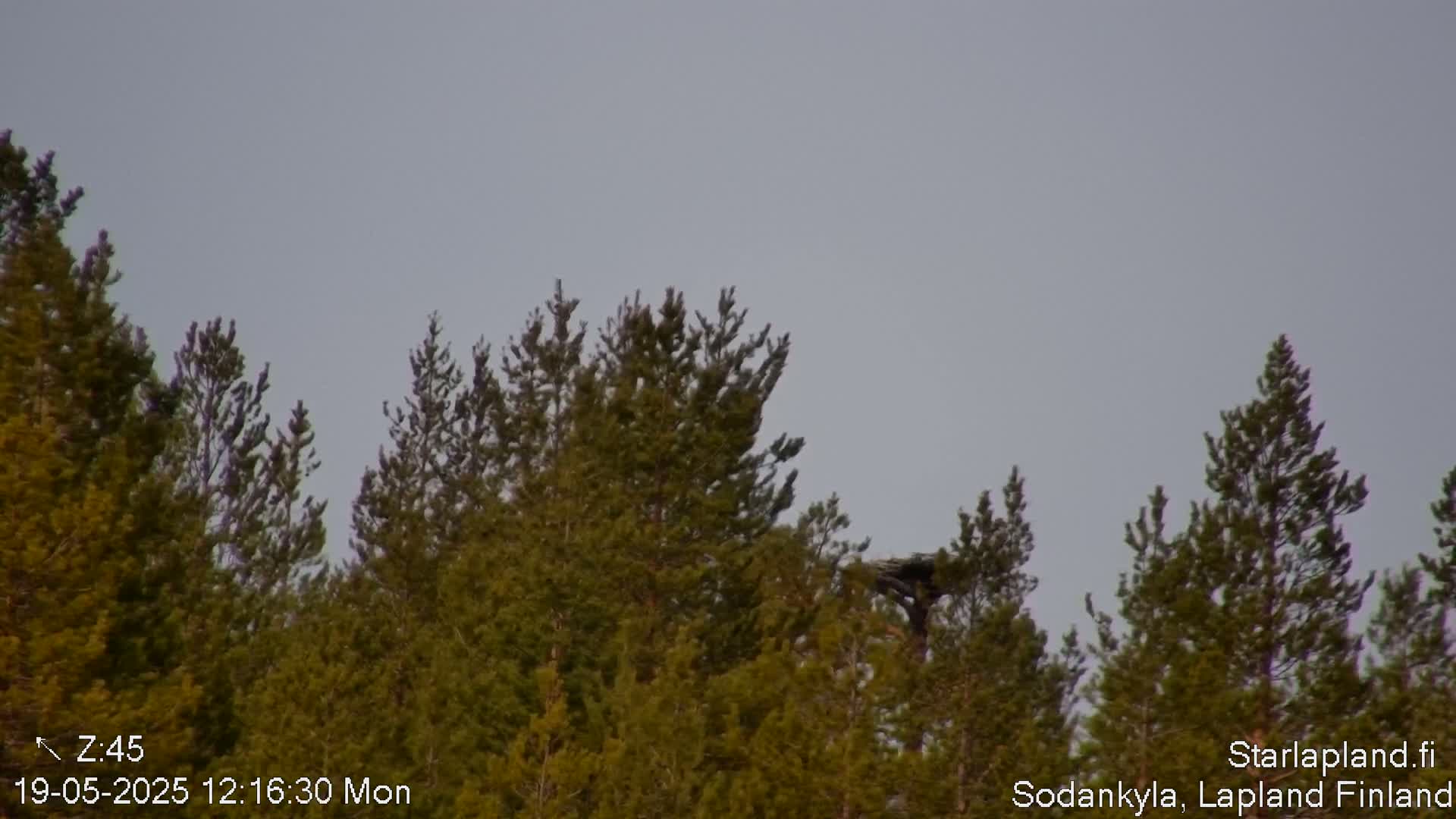 A bird's nest is visible in the top of a cluster of evergreen trees under a pale gray sky.