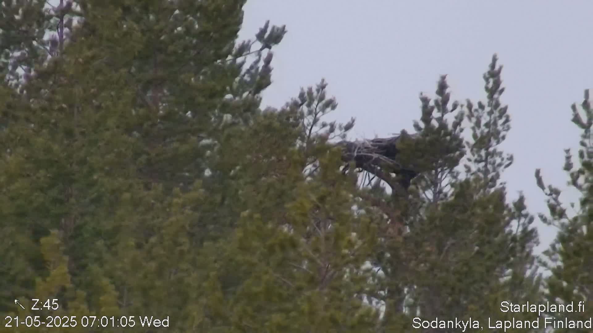 Kitinen River & Osprey Nest  View Sodankylä Live Cam -  Sodankyla, Northern Lapland (Pohjois-Lappi), Lapland (Lappi),Finland