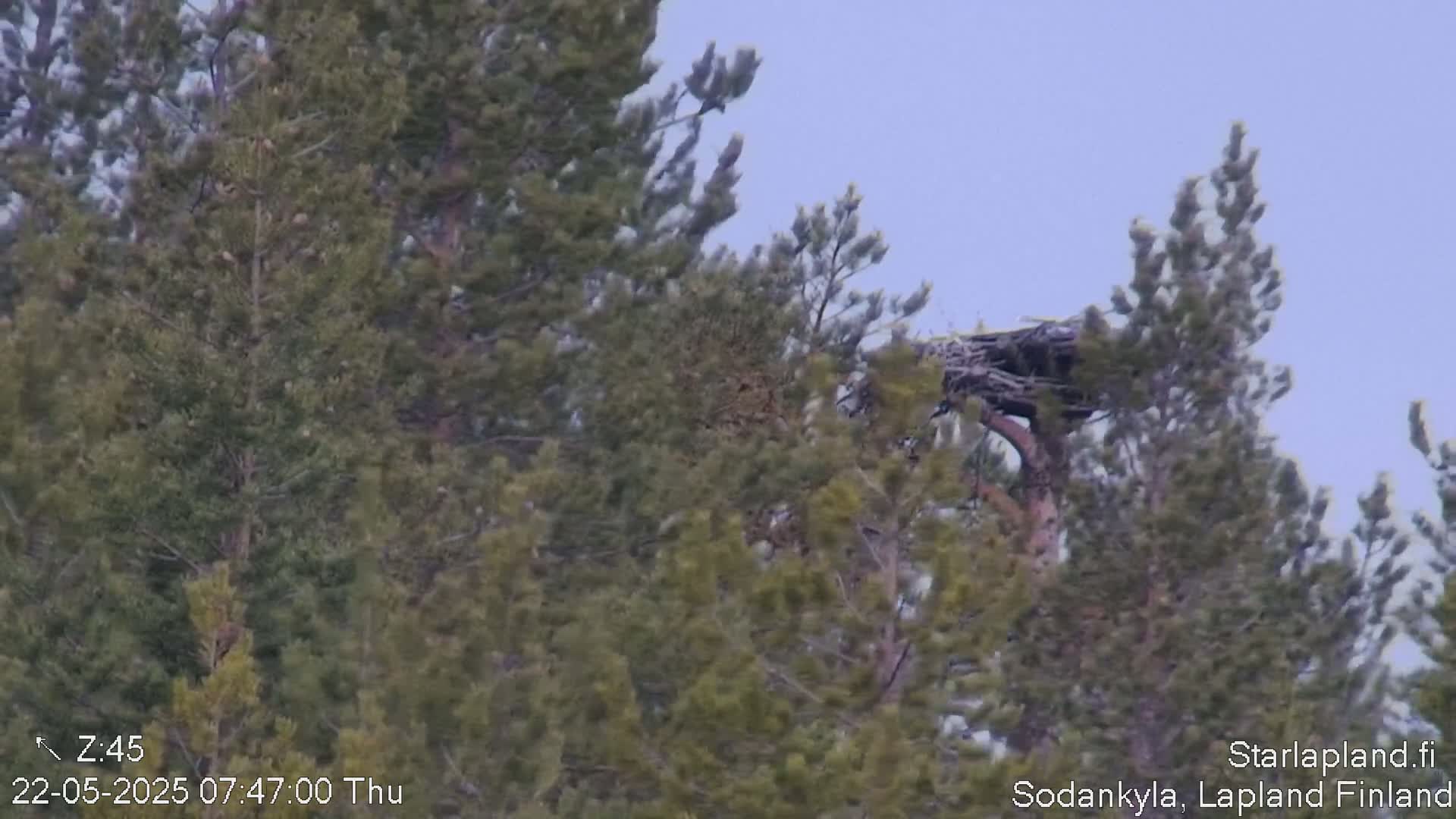 A large bird's nest is visible high in a cluster of evergreen trees under a pale, clear sky.