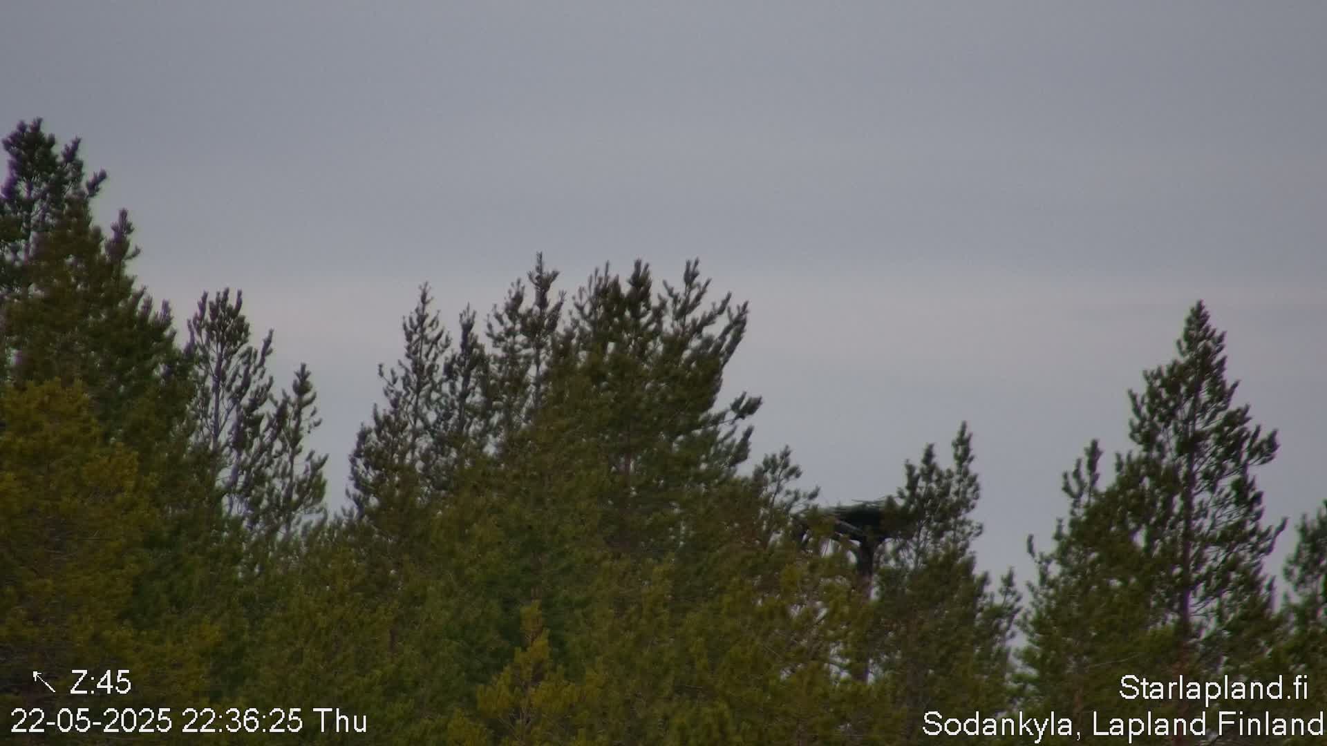 A bird's nest is visible atop a structure partially obscured by a stand of evergreen trees under an overcast sky.