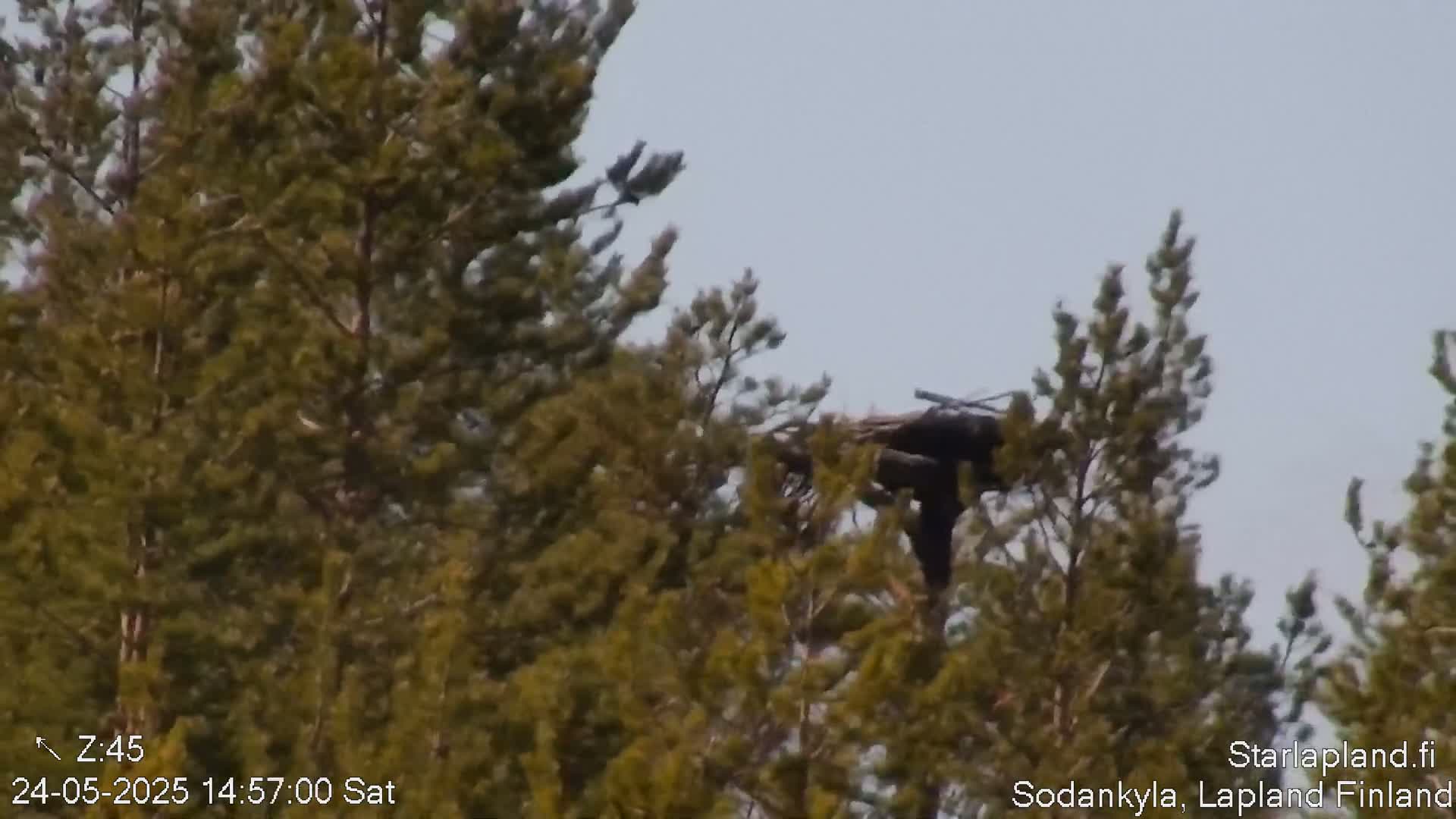 A large bird is partially obscured in a nest high in a pine tree under a clear sky.